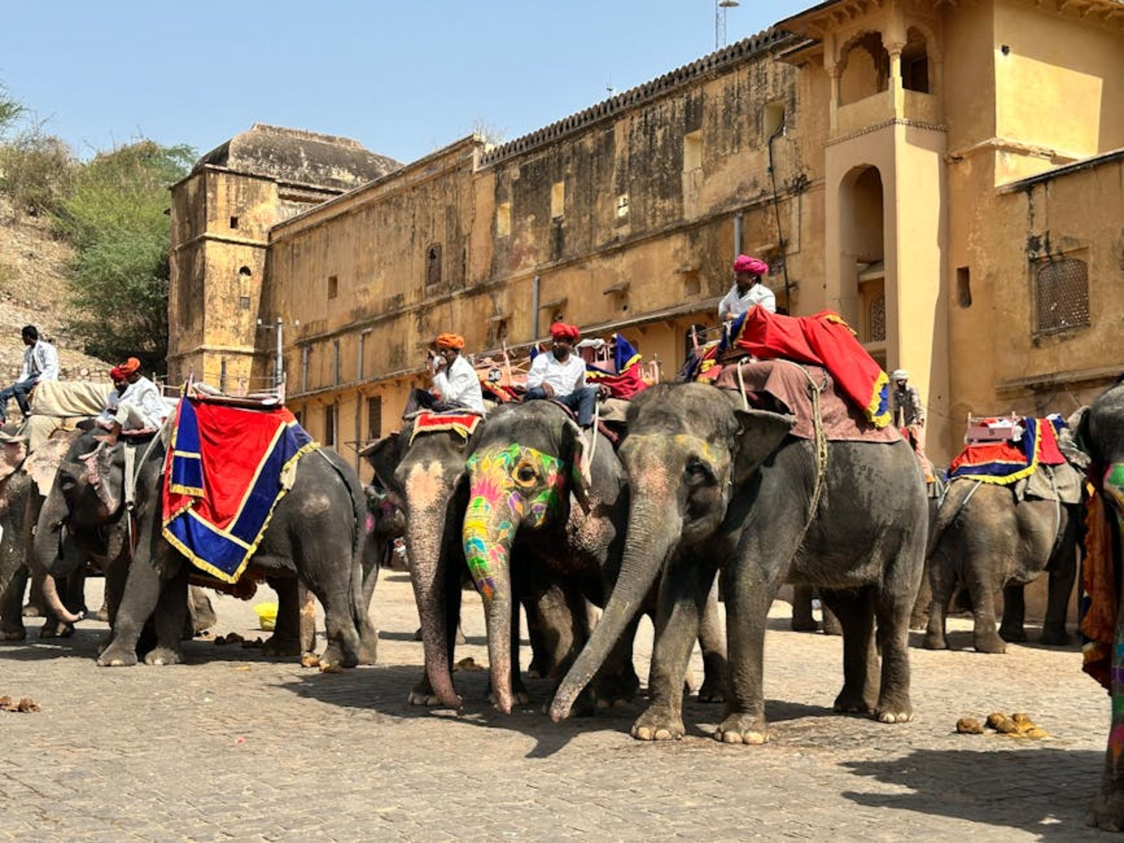 Elefantastic (Elephant Experience)