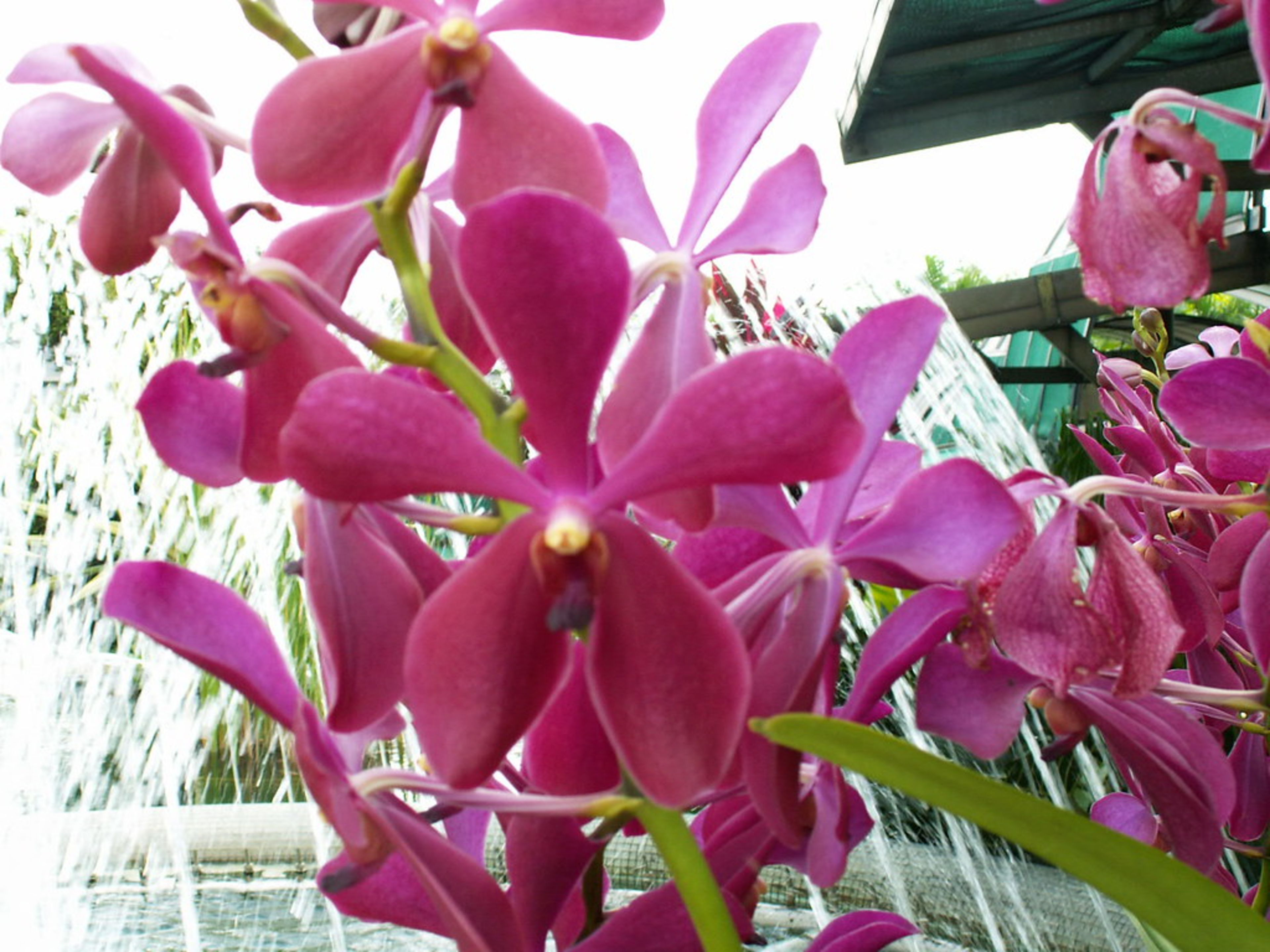 KL Orchid Garden
