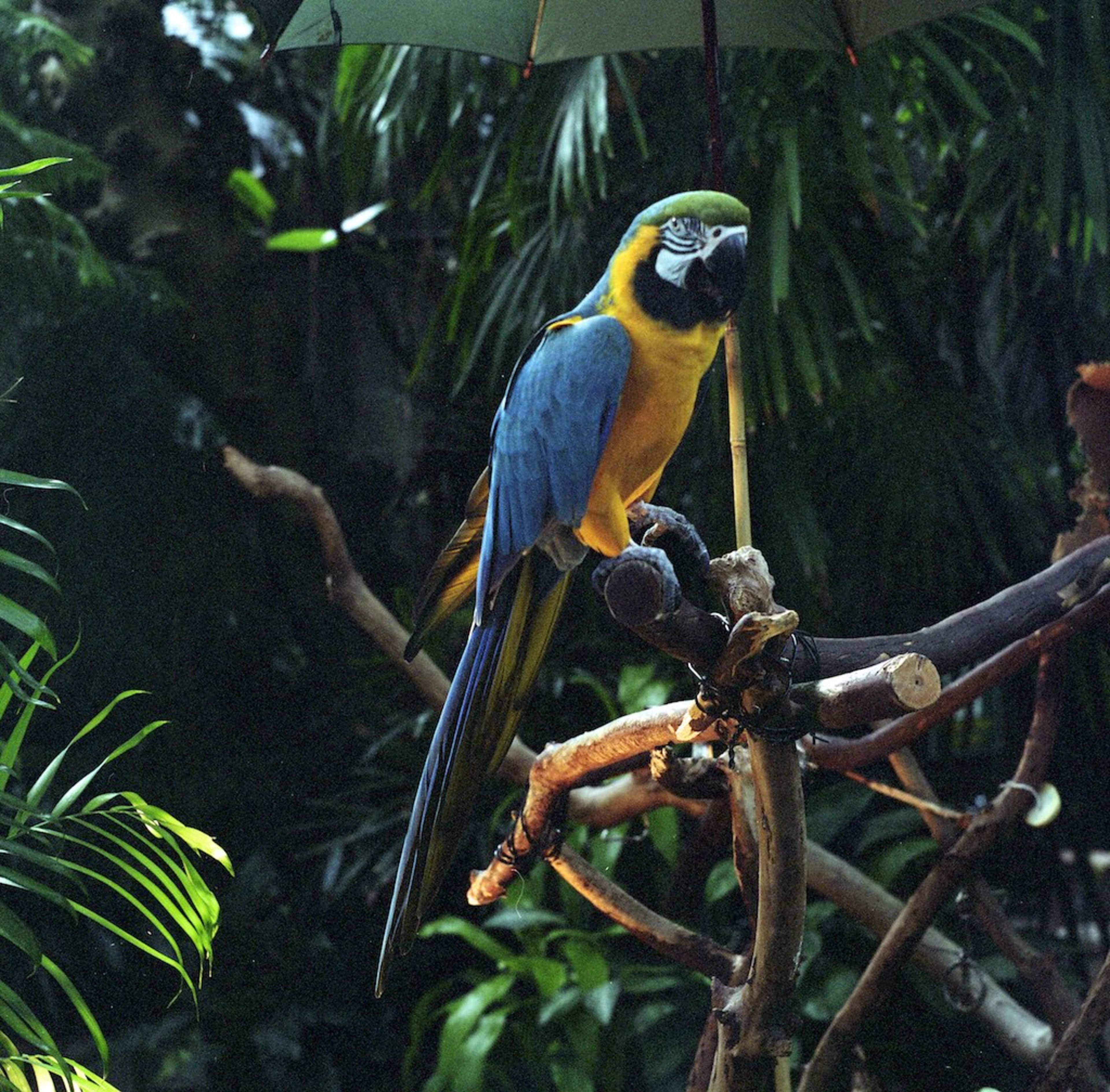 Bloedel Conservatory