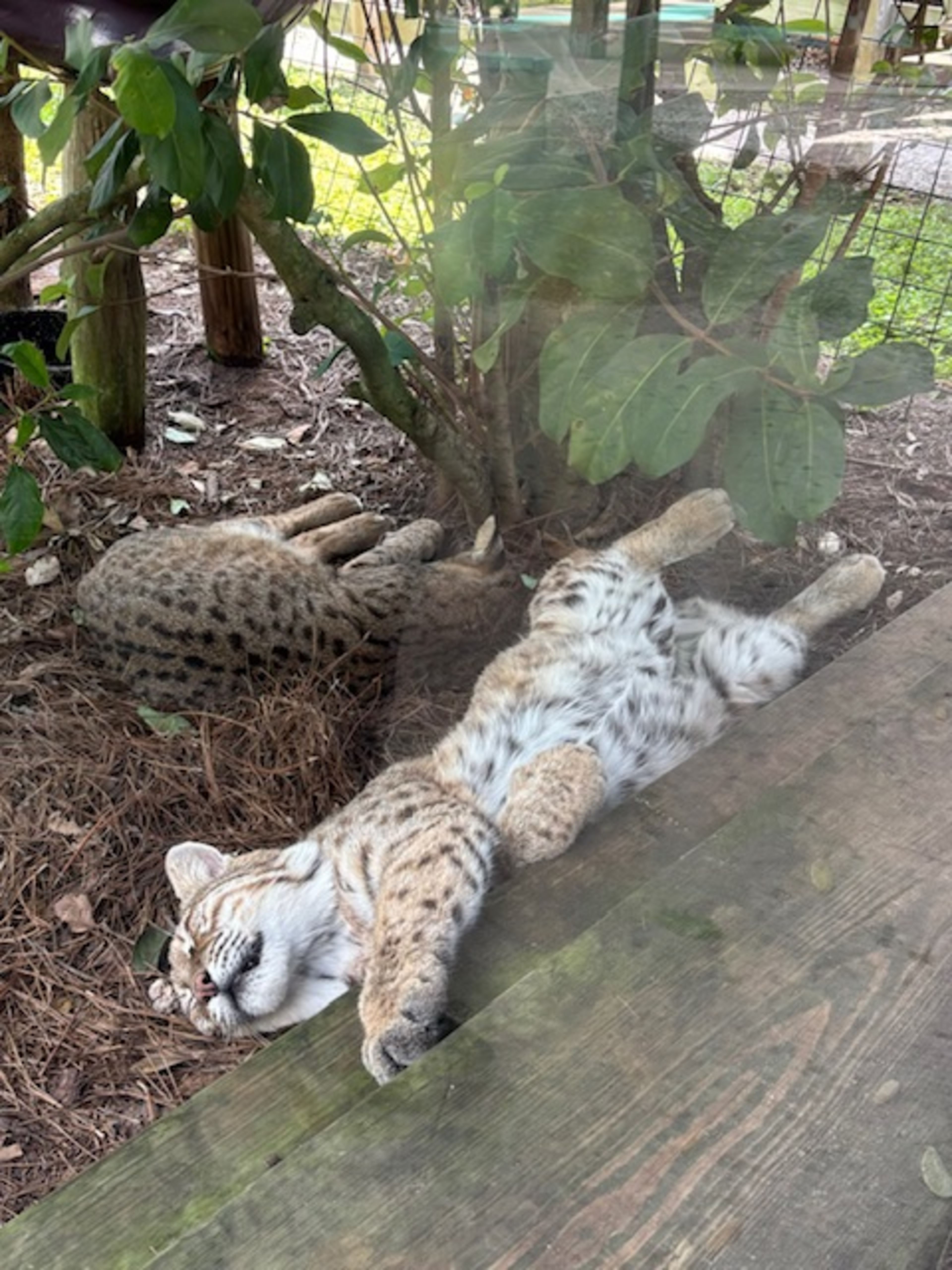 Gatorland