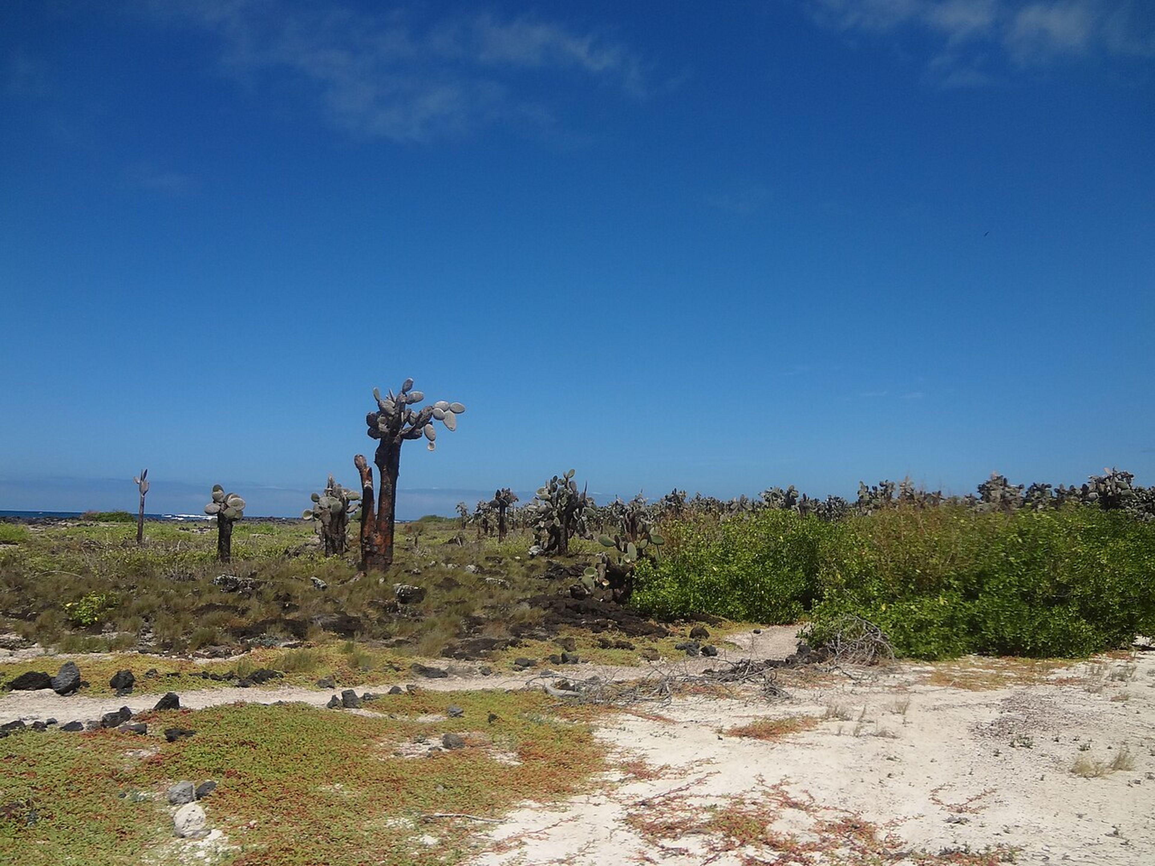 Tortuga Bay Beach