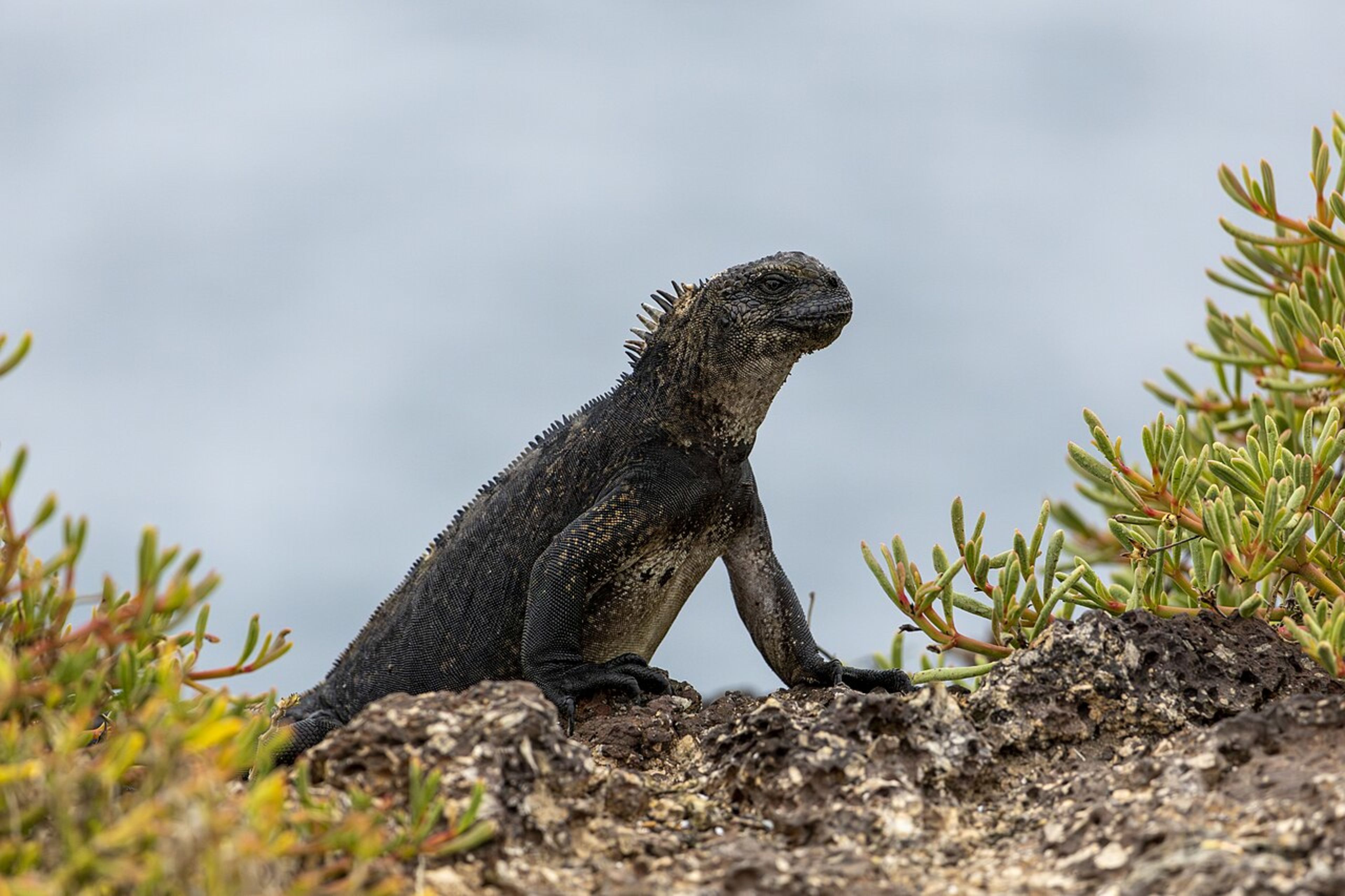 Marine Iguana Viewing