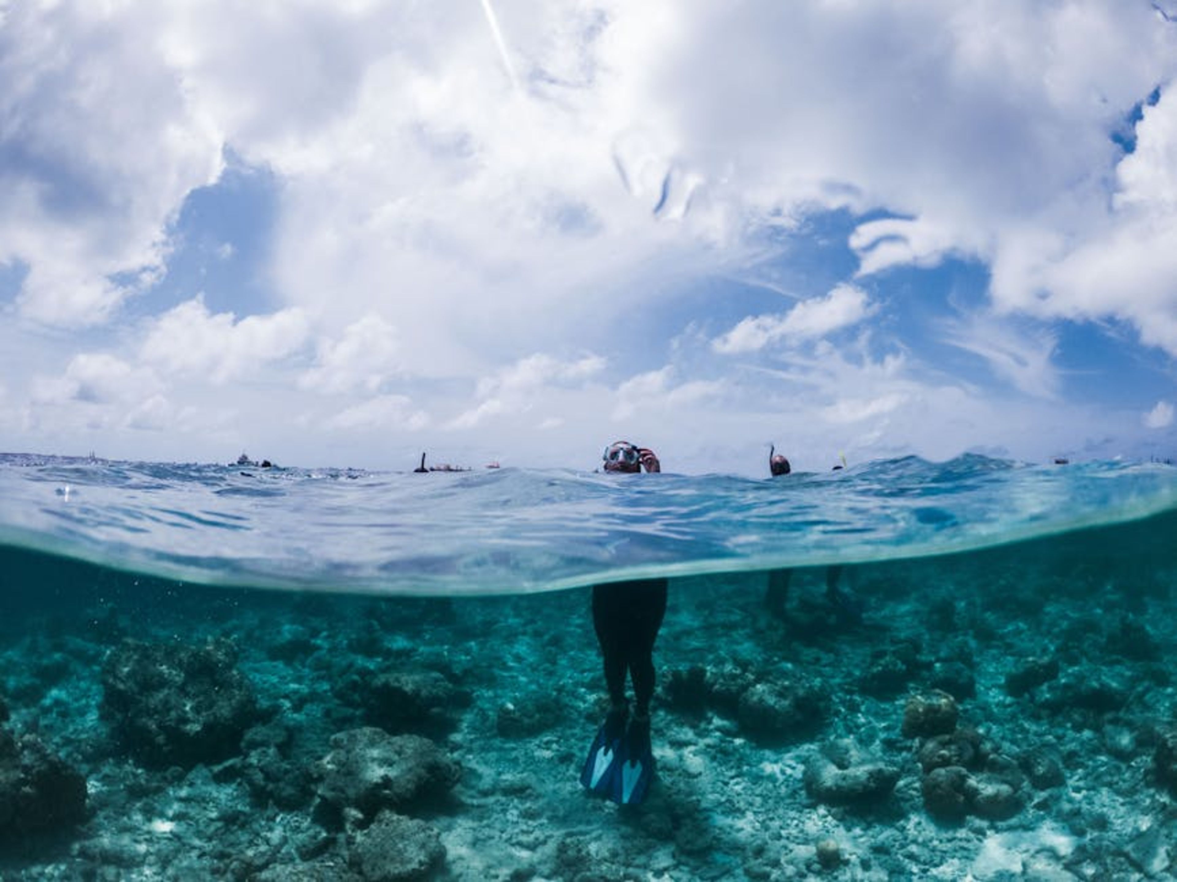 Snorkeling with Sea Turtles & Rays