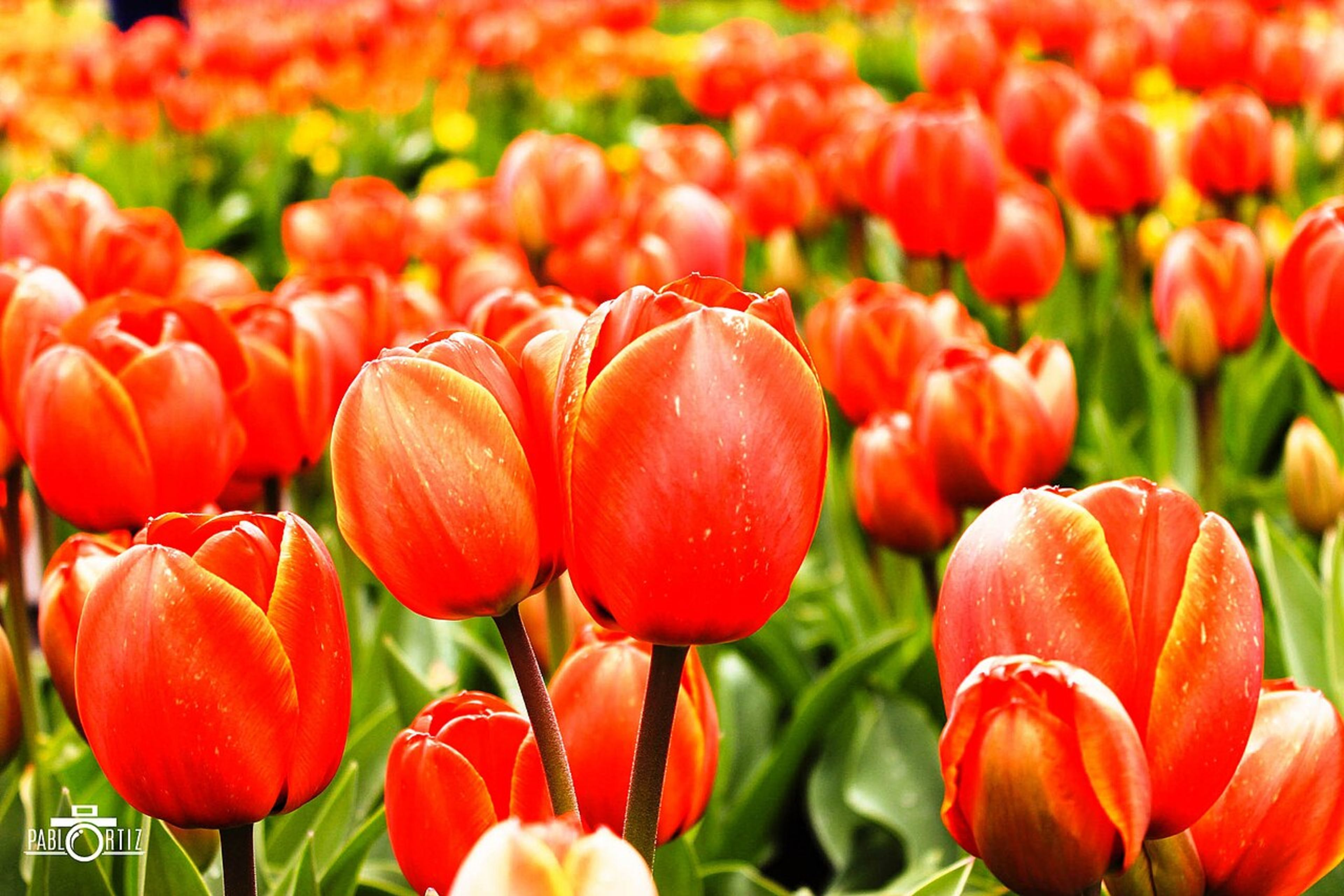 Keukenhof Gardens (nearby)