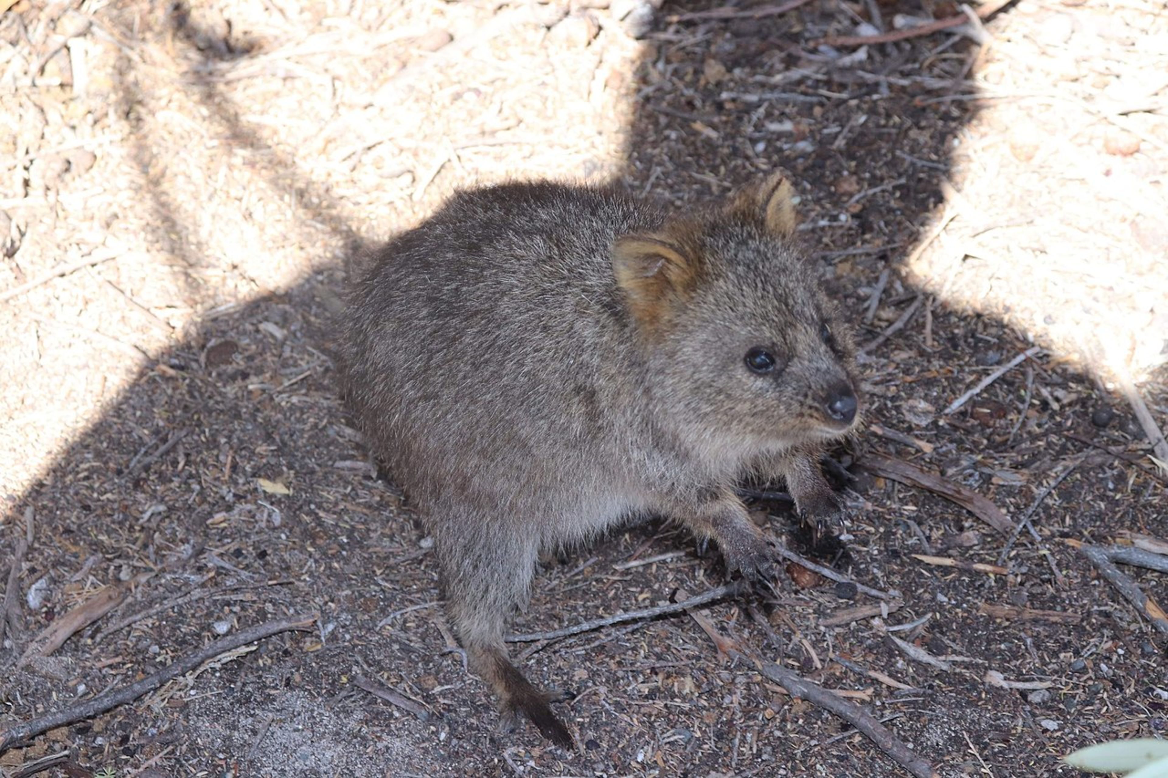 Rottnest Island (Quokkas)