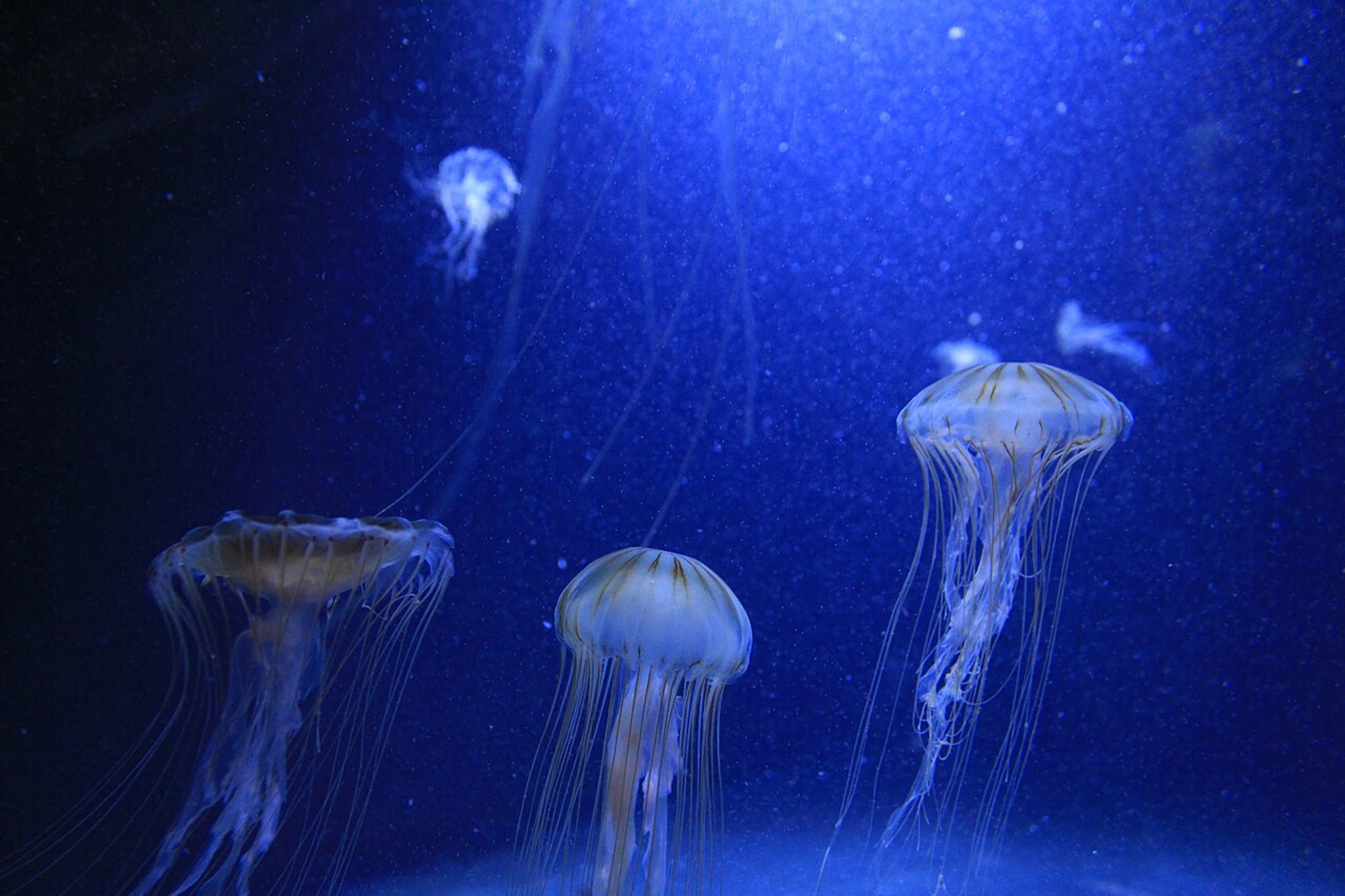 Aquarium Berlin