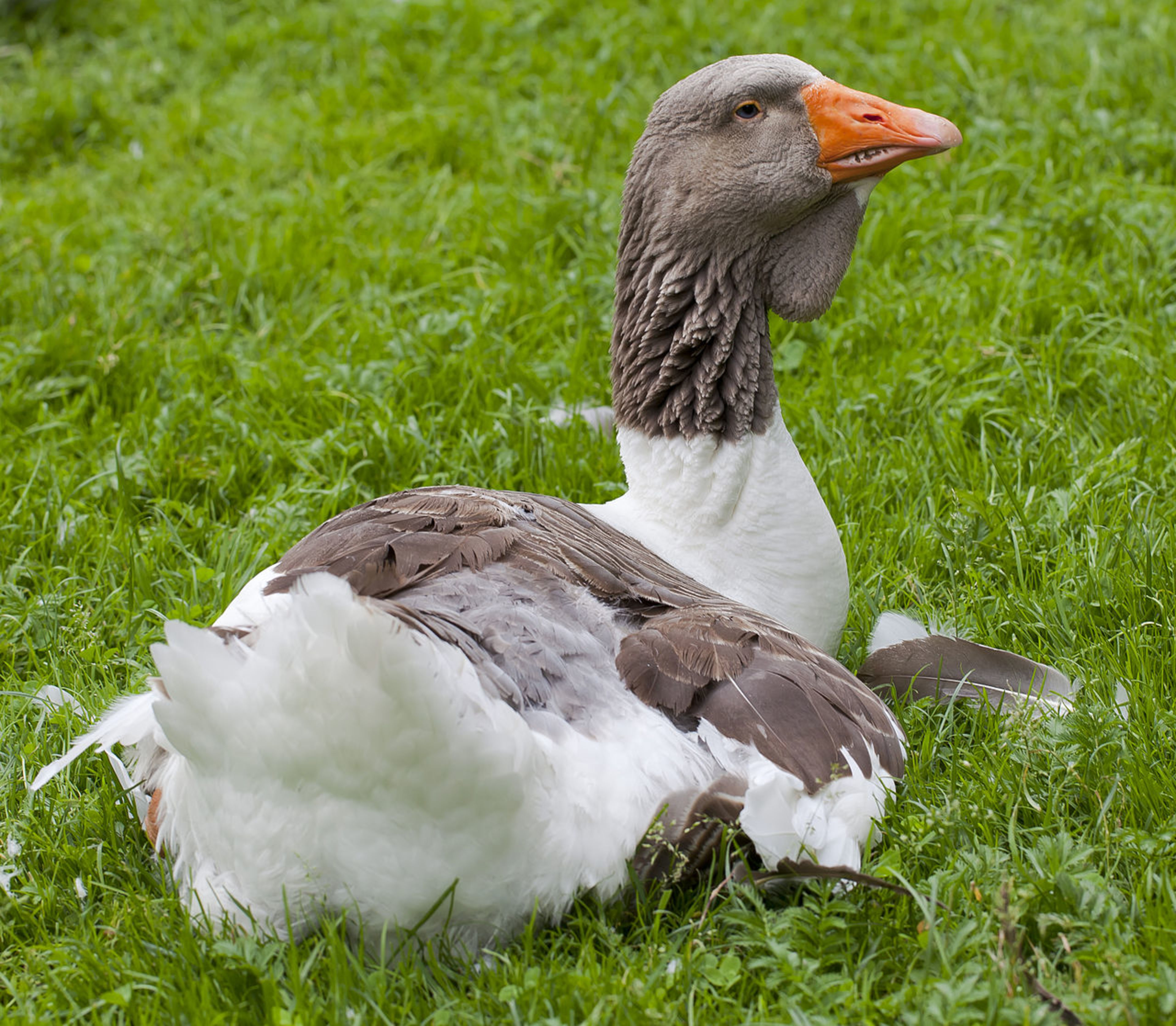 Tierpark Hellabrunn (Munich Zoo)