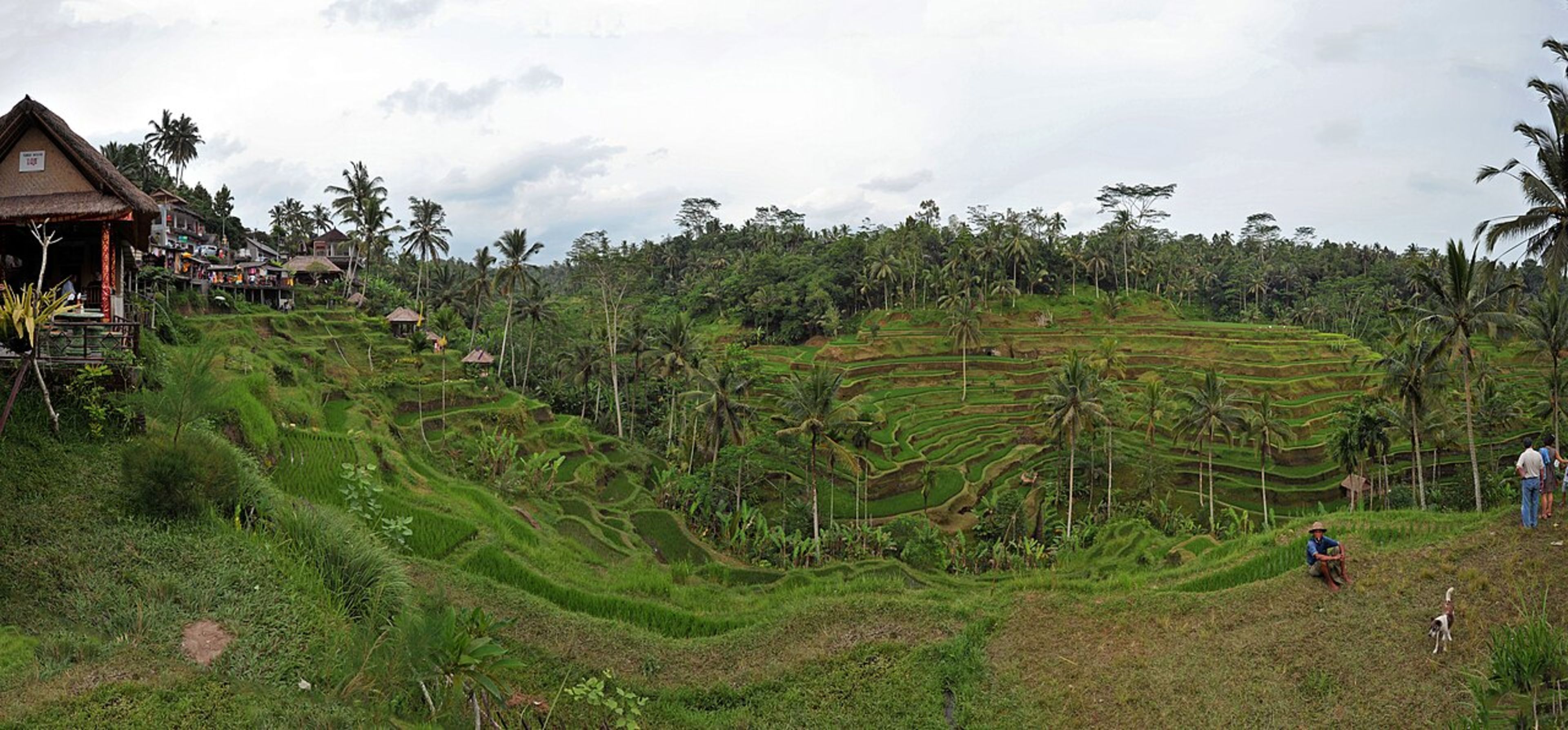 Tegalalang Rice Terraces