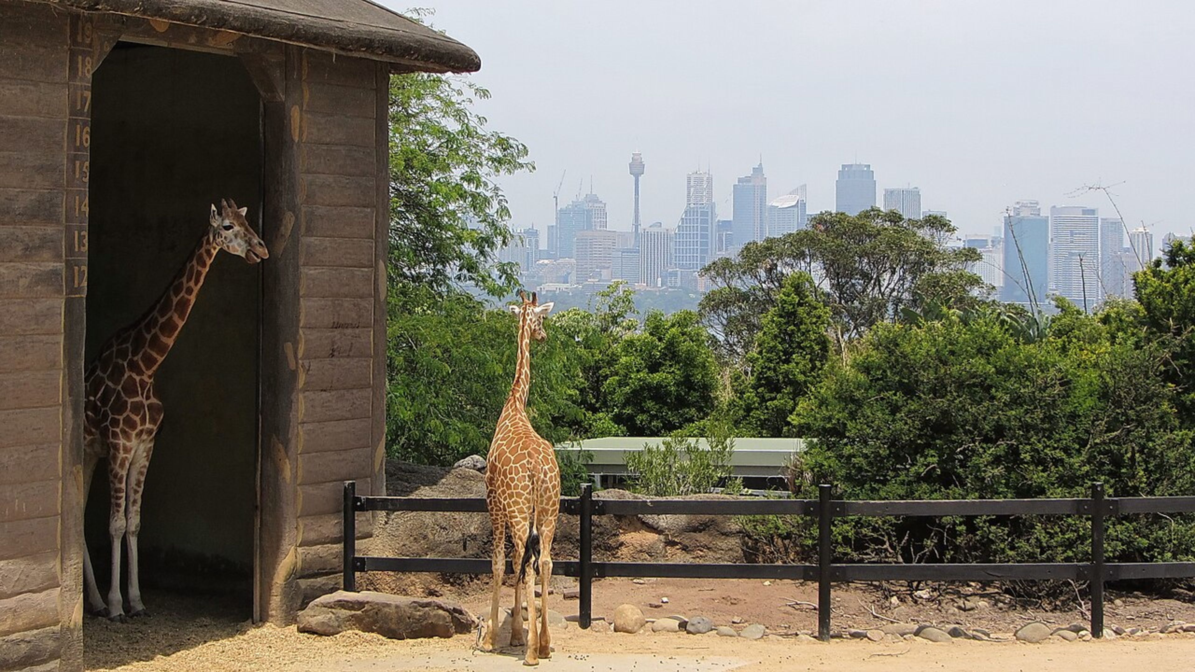 Taronga Zoo