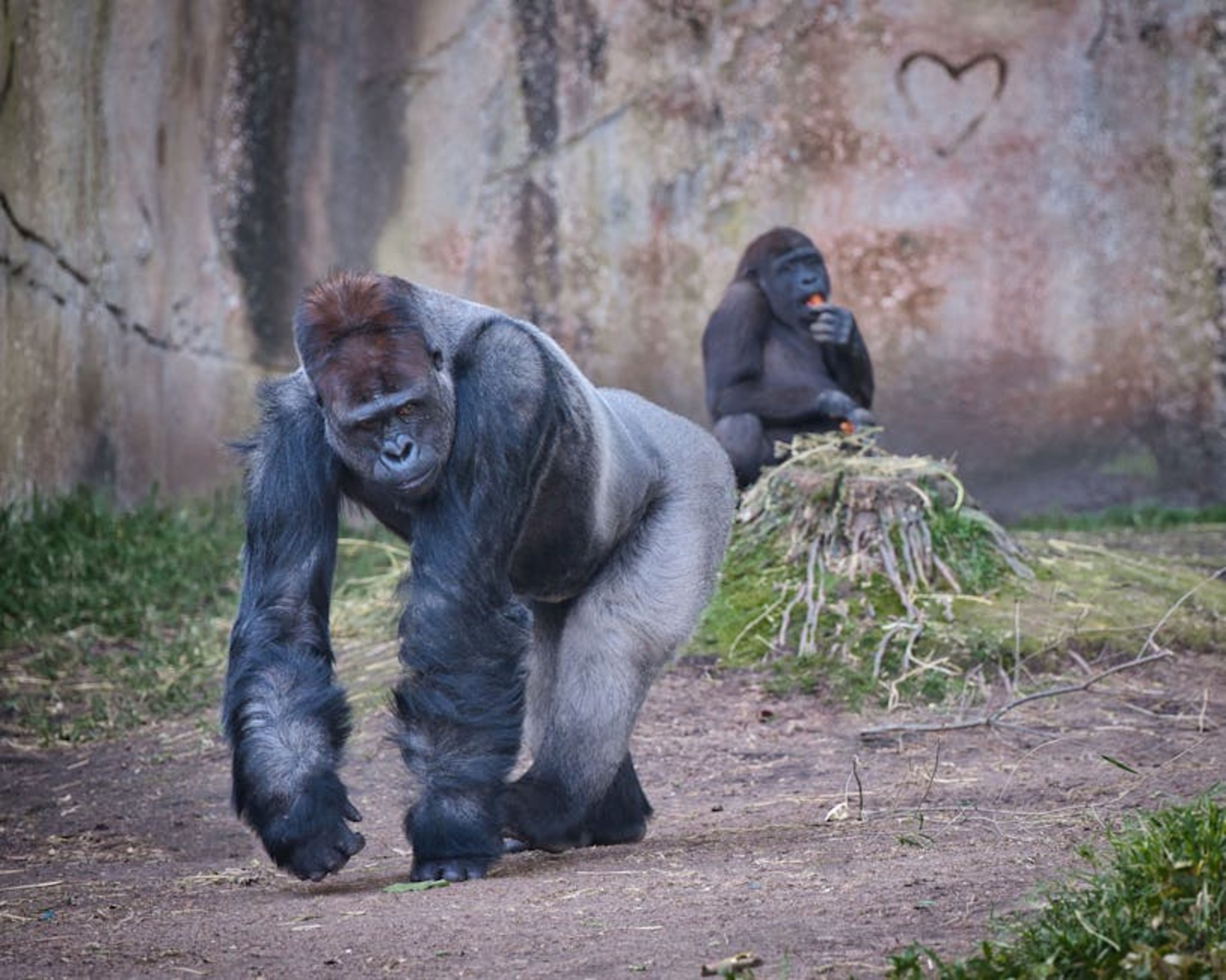 WILD LIFE Sydney Zoo