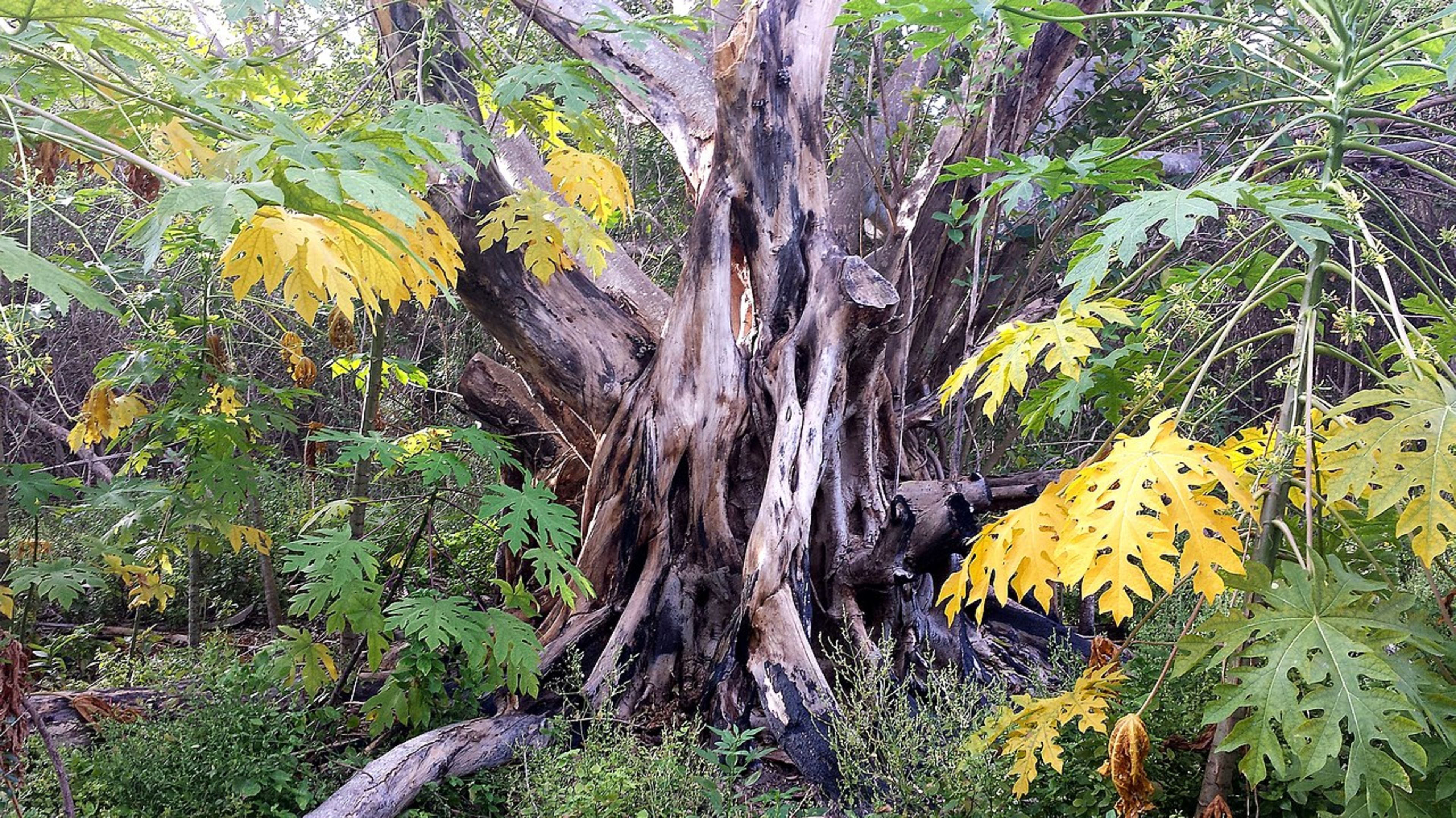 Bill Baggs Cape Florida State Park