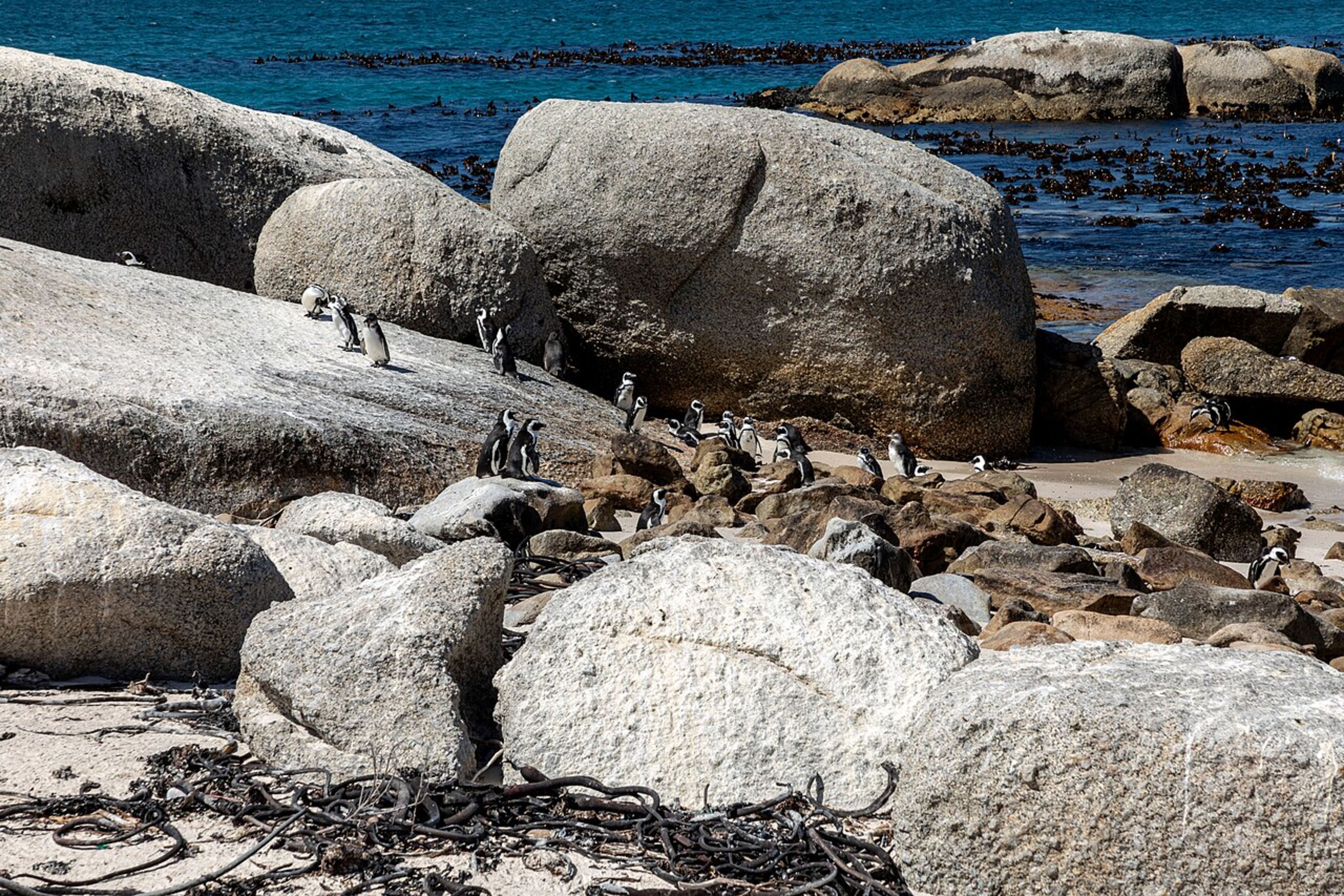 Boulders Beach (African Penguins)