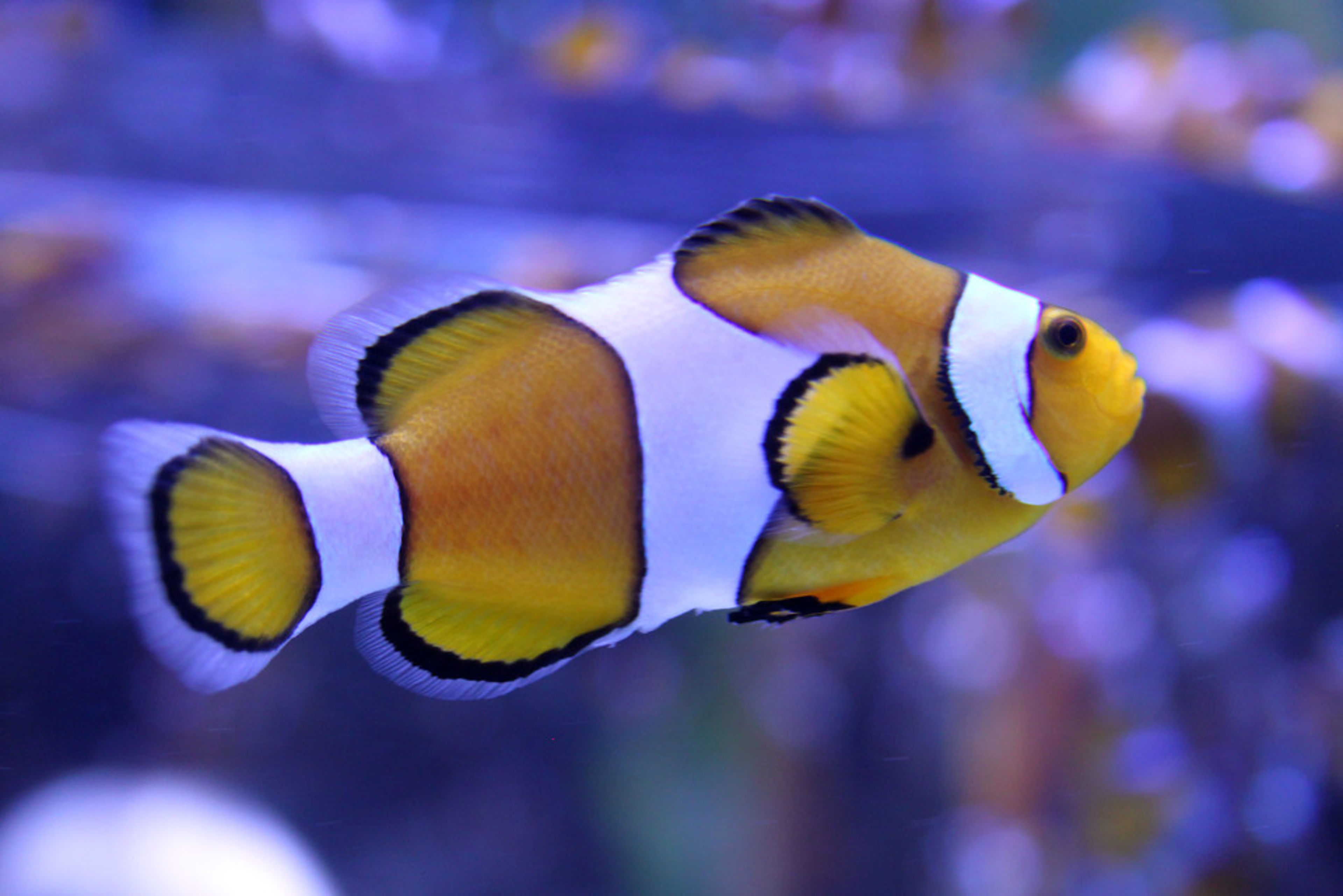 Two Oceans Aquarium