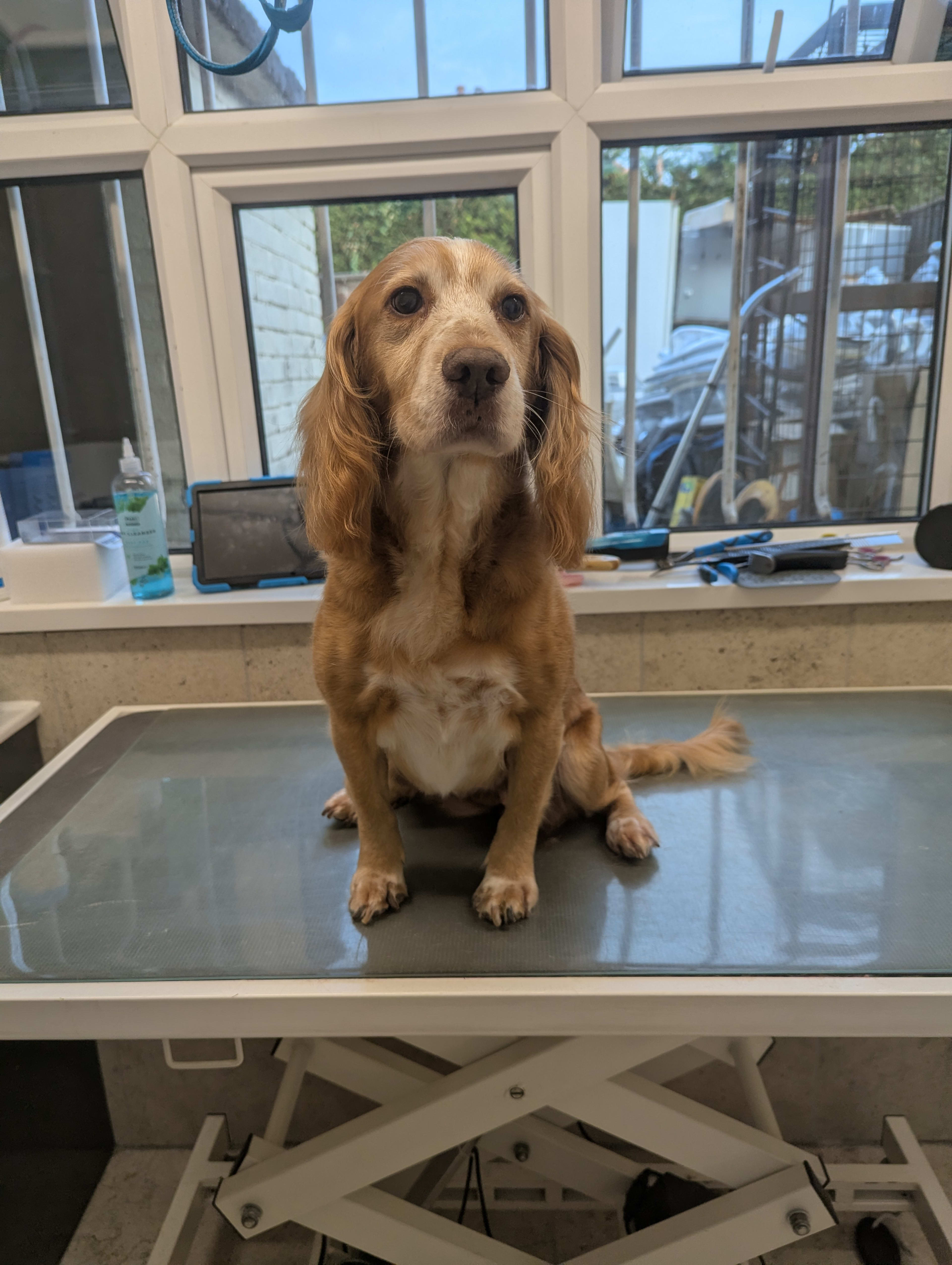a cocker spaniel on the grooming table