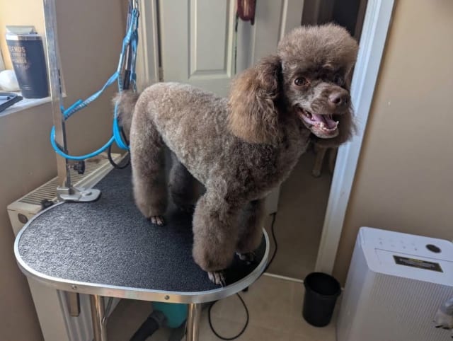 a miniature Poodle on a grooming table.