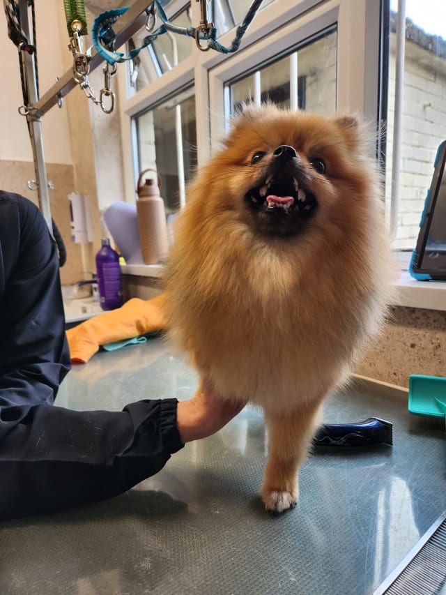 A small Pomeranian dog with a happy face after she had a full groom