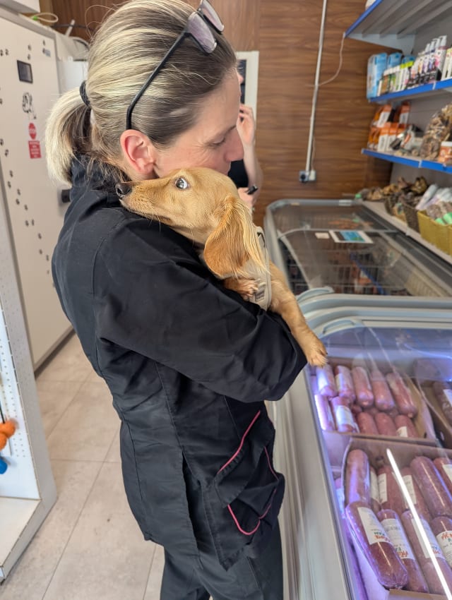 a dog groomer holding a small dachsund long haired