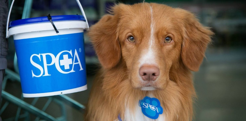 SPCA
