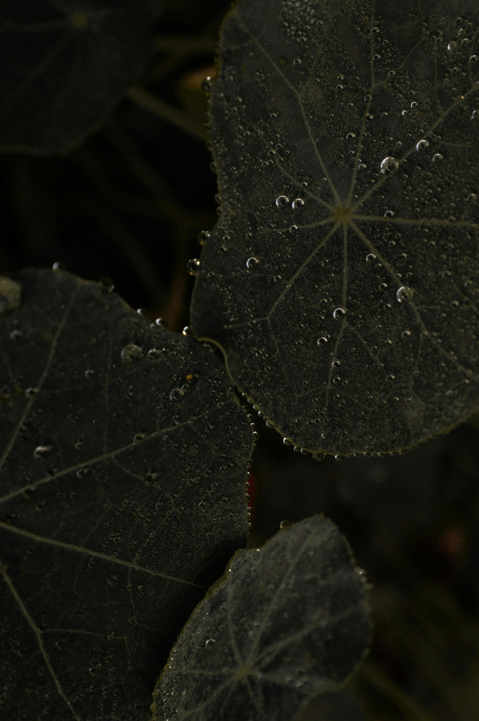 ### The Old Whisper: Memayu Hayuning Bawana
There is a whisper from the past, from an older, slower world that perhaps understood things we are now struggling to remember:
**“Memayu Hayuning Bawana.”**
A Javanese philosophy.
A quiet commitment.
A way of life.
It means:
**“To nurture, to beautify, to care for the world.”**
Not merely to survive it.
Not to dominate it.
Not to take until there is nothing left.
But to protect it.
To love it.
To leave it better than we found it.
This wisdom does not shout.
It does not demand applause.
It simply invites us—patiently, steadily—to live in a way that makes the world more beautiful because we passed through it.