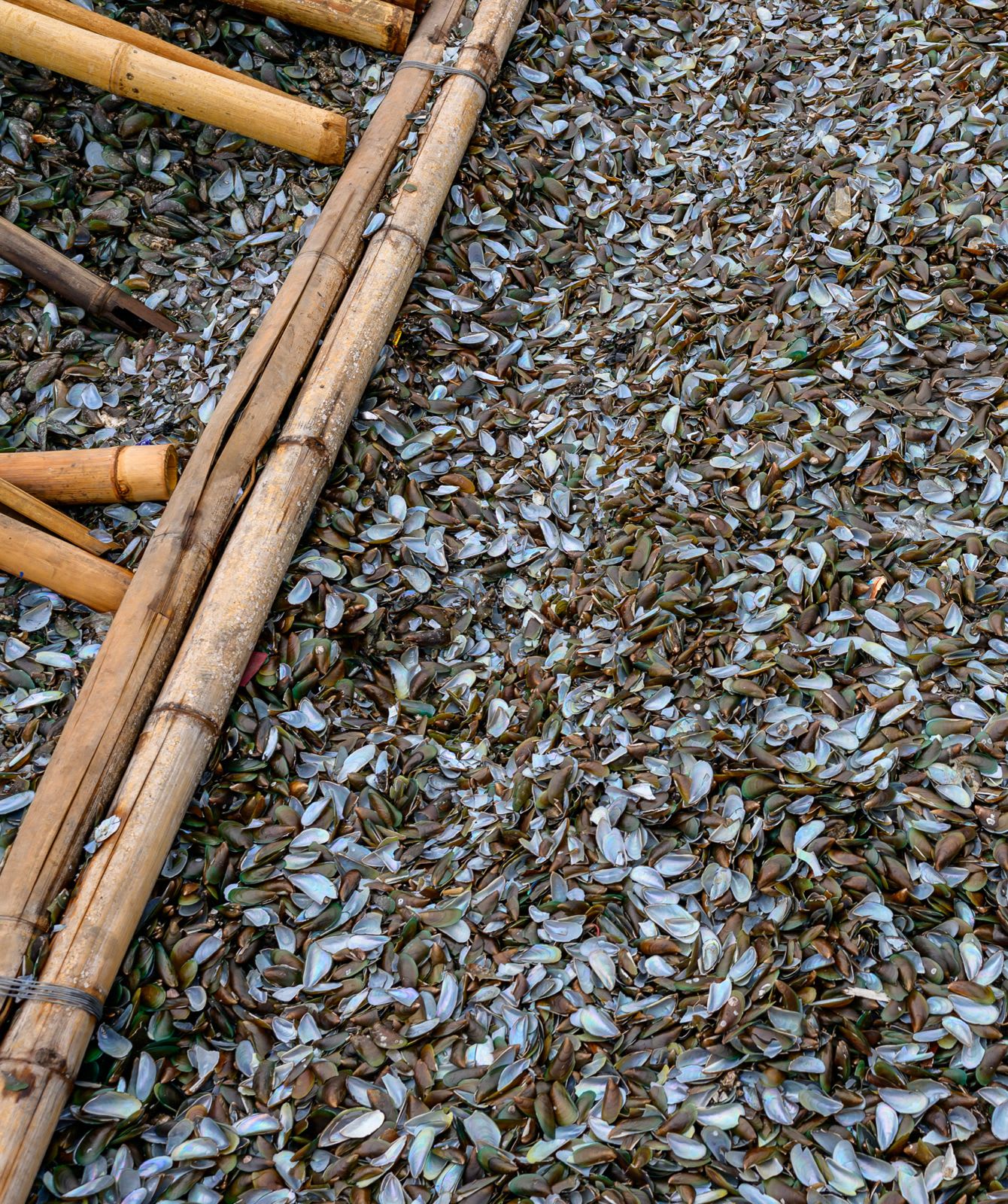 Bamboo poles lying across ground covered in empty mussel shells.