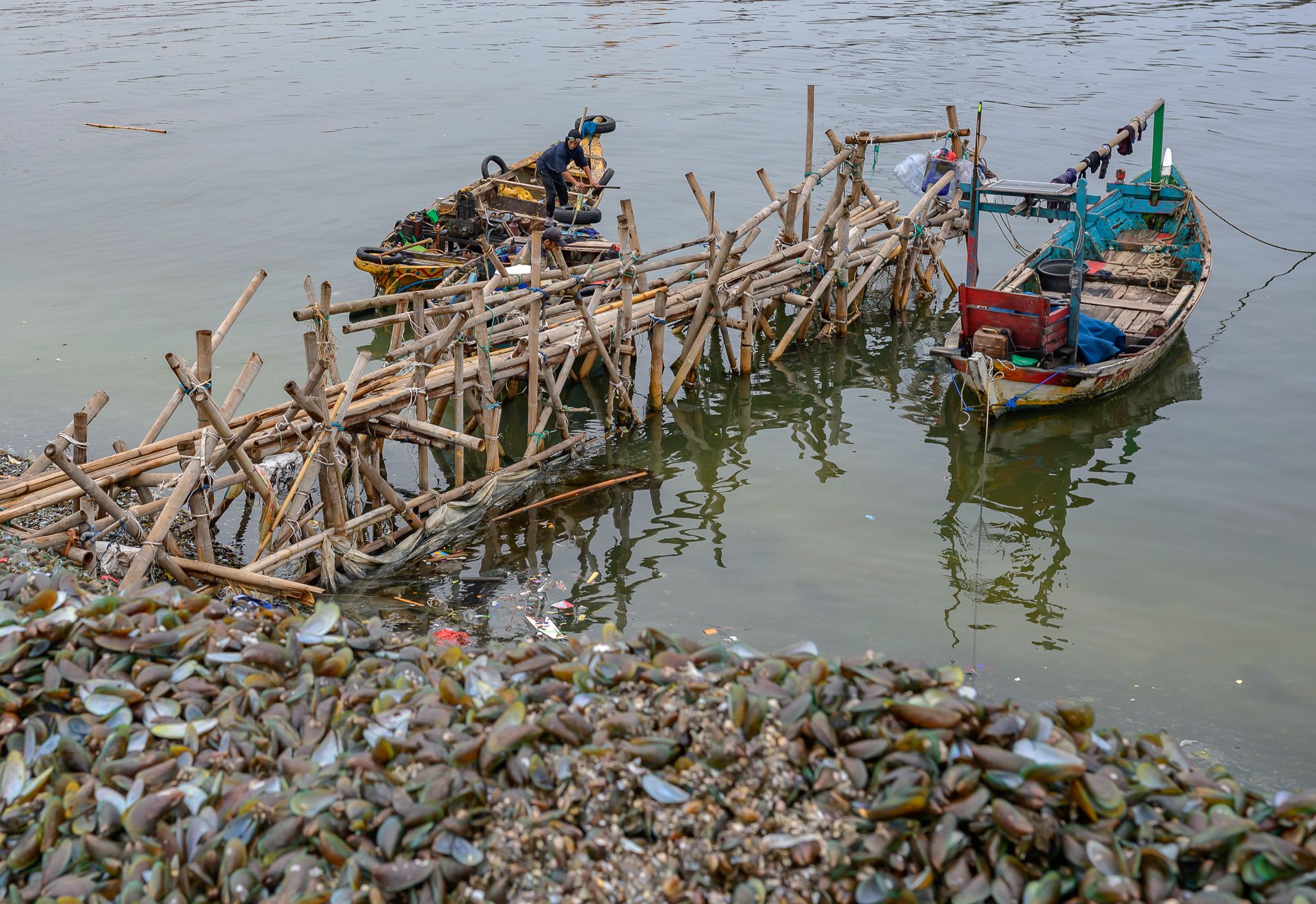 Bamboo platforms and two wooden boats on calm grey water, with a bank of green mussel shells in the foreground.