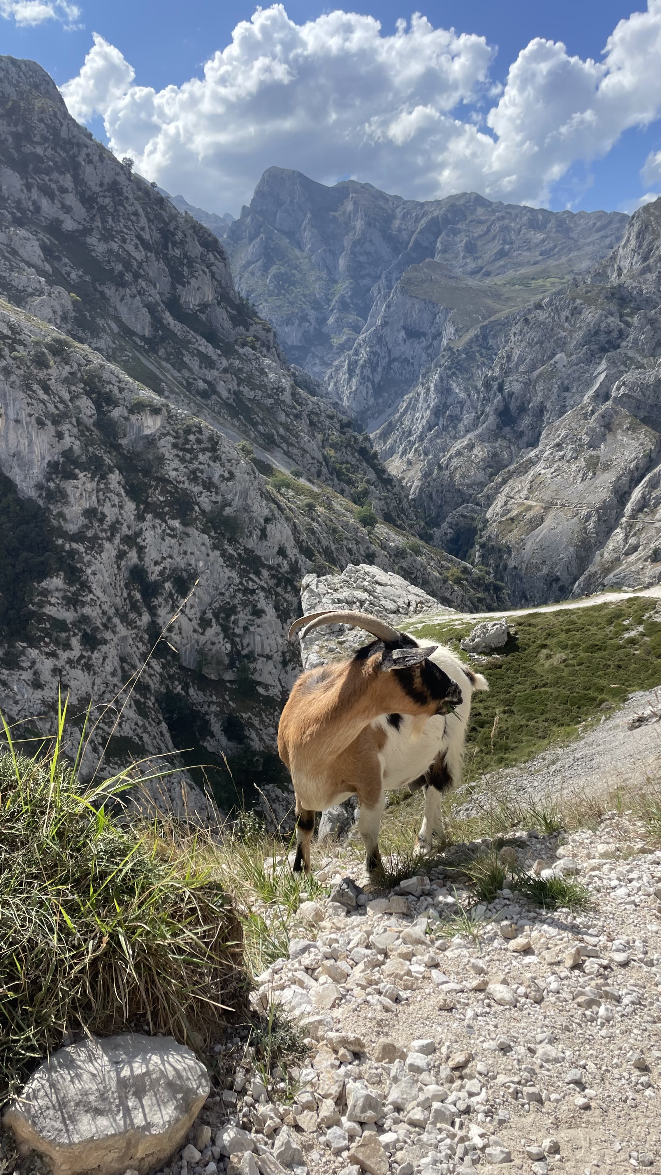 Geiten, overal geiten