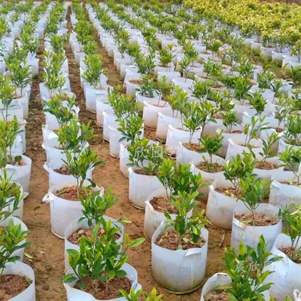 Túi vải trồng rau