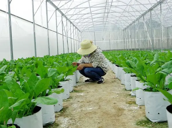 Báo giá túi vải trồng cây, túi vải trồng rau - Những giải pháp canh nông mới