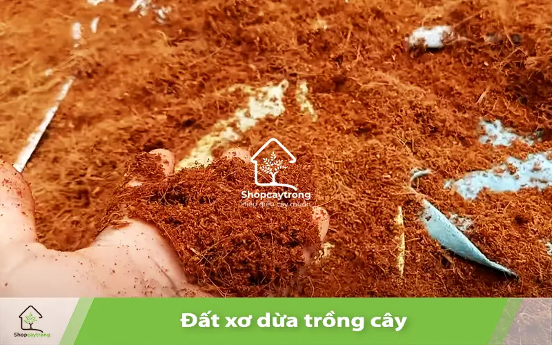 Ứng Dụng Xơ Dừa Trong Ổn Định Đất: Trường Hợp Thực Tiễn