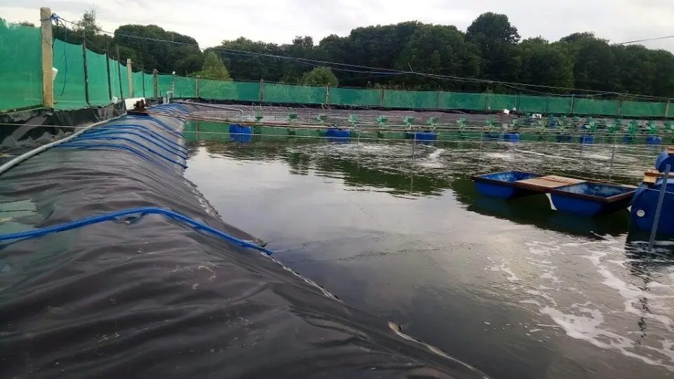Bạt lót ao HDPE - Giải pháp tối ưu cho hồ cá và môi trường nước sạch