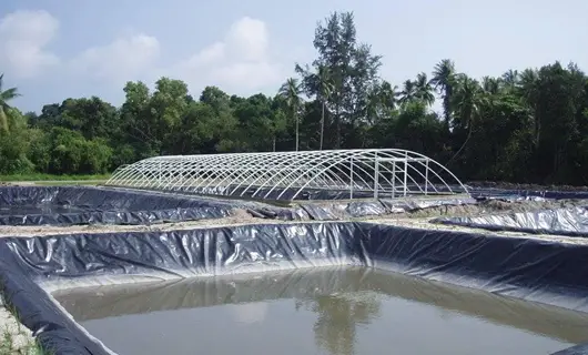 Bạt Lót Ao HDPE Giải Pháp Hiệu Quả Cho Nghề Nuôi Trồng Thủy Sản 23 Bạt Lót Ao HDPE Giải Pháp Hiệu Quả Cho Nghề Nuôi Trồng Thủy Sản