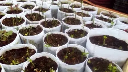 Túi vải địa kỹ thuật trồng cây