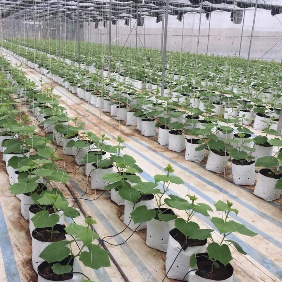 Túi vải địa kỹ thuật trồng cây