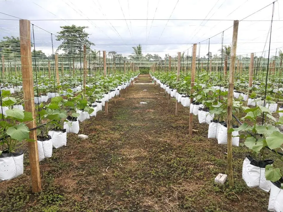 Túi vải địa kỹ thuật trồng cây