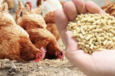 Nước thải chăn nuôi là một trong những yếu tố - Đe dọa Hệ sinh thái  Giải pháp Bền vững