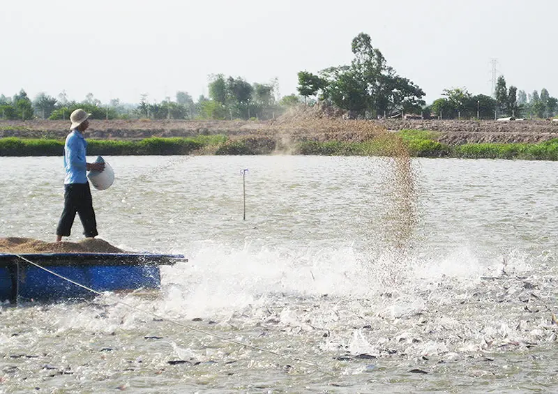 Nước thải chăn nuôi là một trong những yếu tố - Đe dọa Hệ sinh thái  Giải pháp Bền vững
