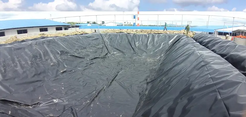 Xử lý nước thải chăn nuôi heo sau biogas - Giải pháp cho Nông nghiệp Bền vững