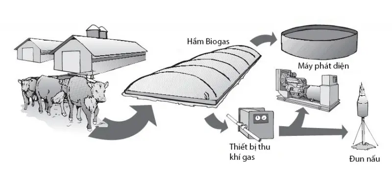 Xử lý nước thải chăn nuôi heo sau biogas - Giải pháp cho Nông nghiệp Bền vững