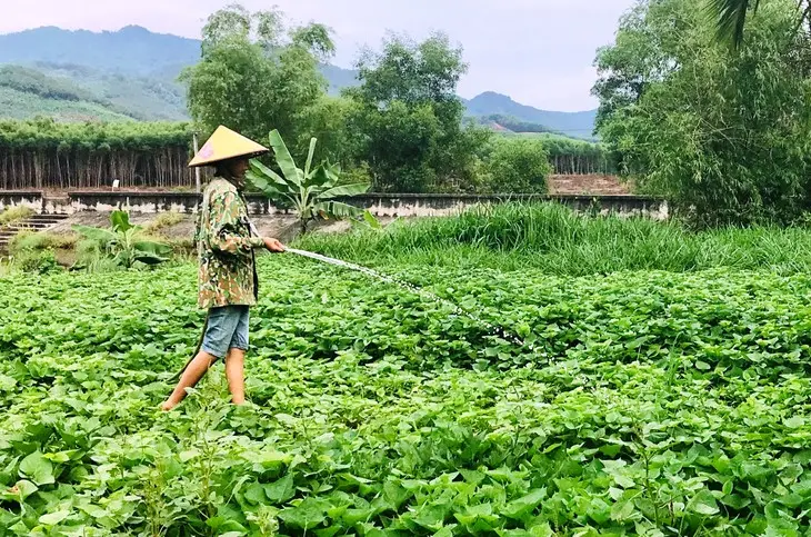 Sử Dụng Nước Thải Từ Hầm Biogas Để Tưới Cây - Giải Pháp Nông Nghiệp Bền Vững  Hiệu Quả
