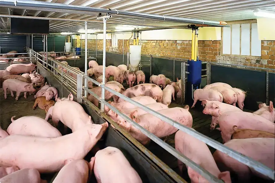 Sử Dụng Nước Thải Từ Hầm Biogas Để Tưới Cây - Giải Pháp Nông Nghiệp Bền Vững  Hiệu Quả