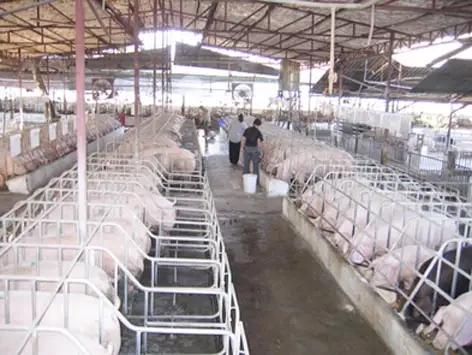 Xử lý nước thải chăn nuôi - Giải pháp bền vững cho ngành nông nghiệp