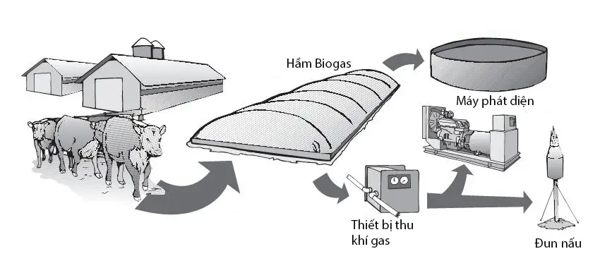 Hầm Biogas - Giải Pháp Xanh cho Chăn Nuôi Hiện Đại
