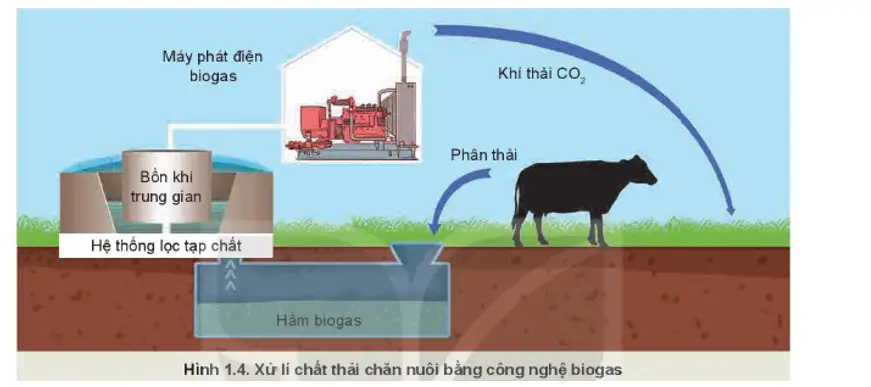 Hầm Biogas - Giải Pháp Xanh cho Chăn Nuôi Hiện Đại