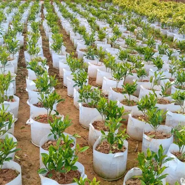 Vải Địa Trồng Cây - Giải Pháp Xanh Cho Nông Nghiệp và Đô Thị