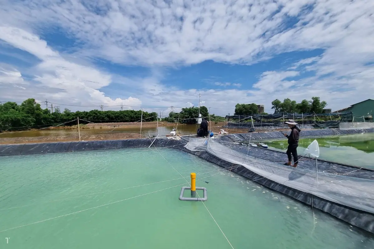 Bạt HDPE Đen - "Áo Giáp" Đa Năng Bảo Vệ Mọi Công Trình, Mùa Màng 17 Bạt HDPE Đen -