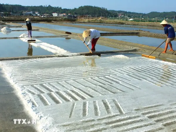 Bạt Lót Ruộng Muối - Giải Pháp Vàng Cho Ngành Muối Việt 15 Bạt Lót Ruộng Muối - Giải Pháp Vàng Cho Ngành Muối Việt