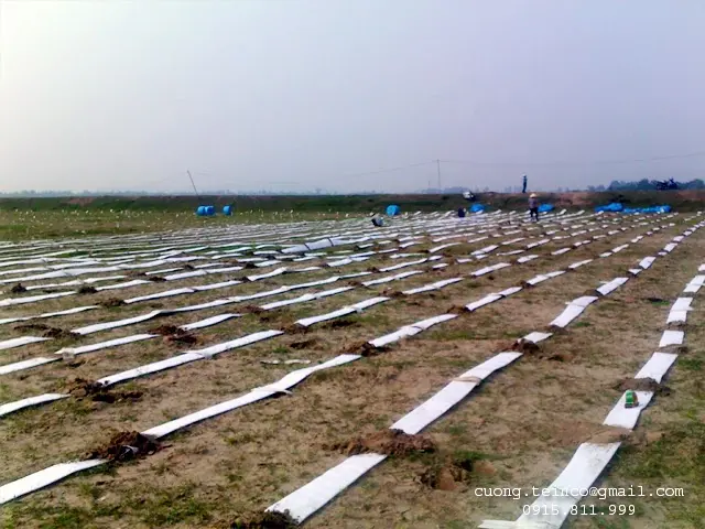 Bấc Thấm Ngang - Giải Pháp Nền Móng Thời Hiện Đại