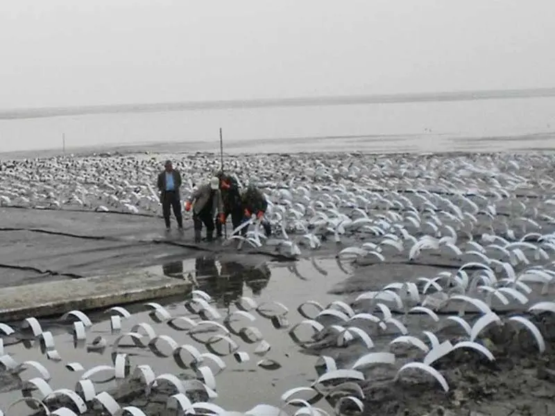 Bấc Thấm Đứng - Giải Pháp Nền Móng Thời Đại Mới