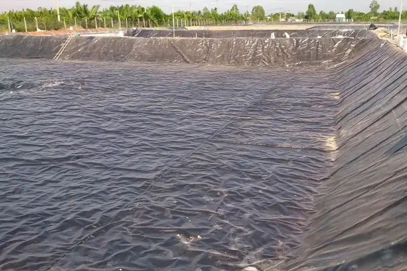 Xử Lý Nước Thải Trại Heo - Hành Động Vì Môi Trường Xanh  Cộng Đồng Khỏe