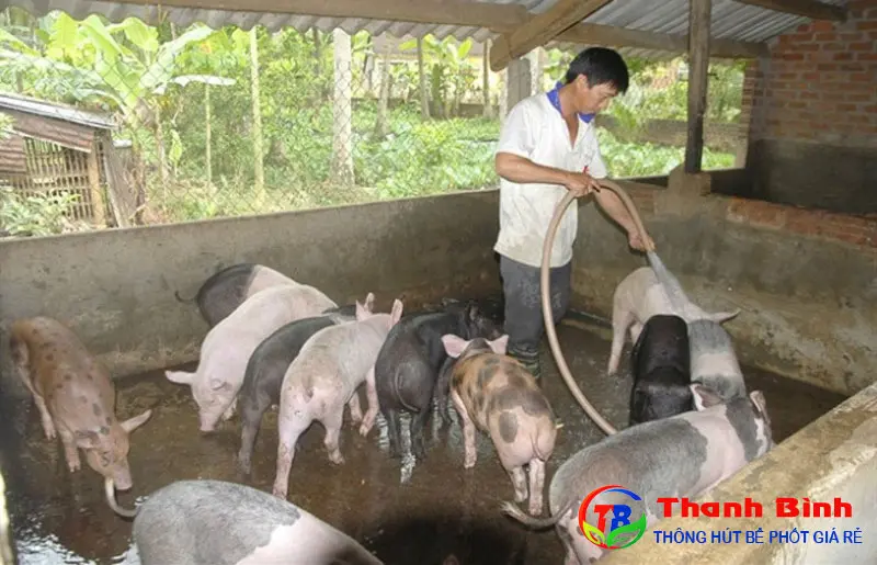 Quy chuẩn 62 về nước thải chăn nuôi - Bước ngoặt cho tương lai xanh